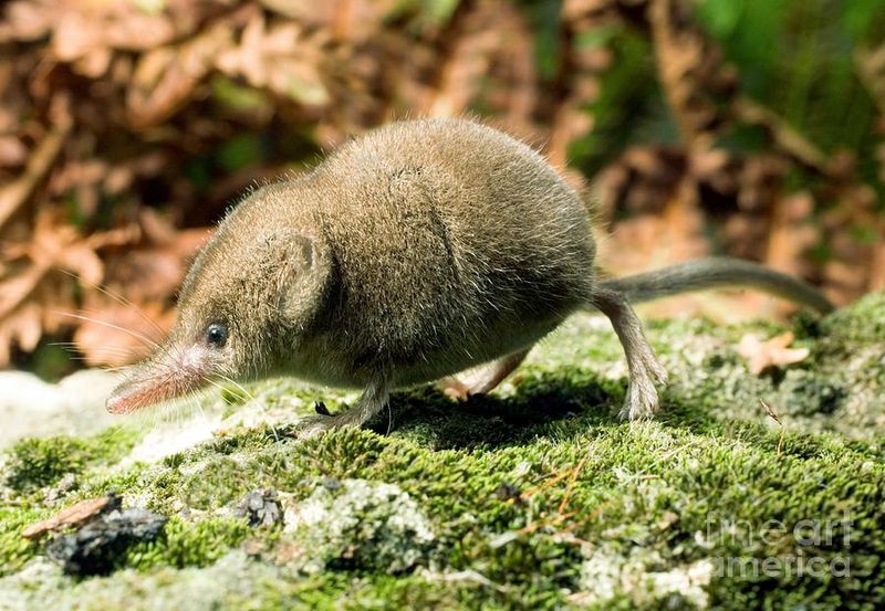 American Pygmy Shrew