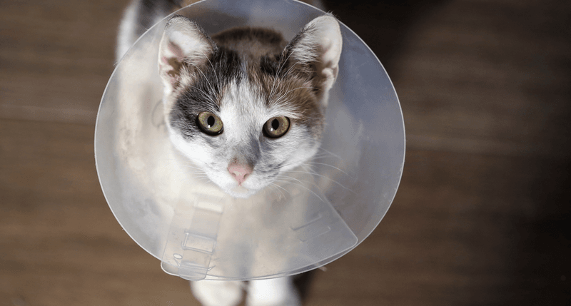 Reduction in Homeless Animals