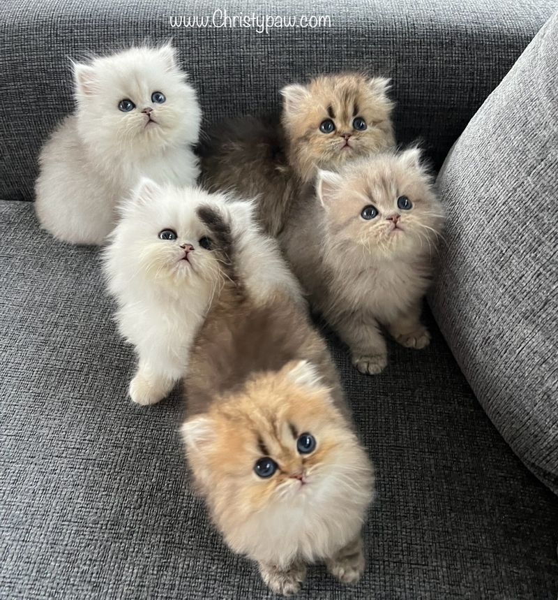 Persian Cat