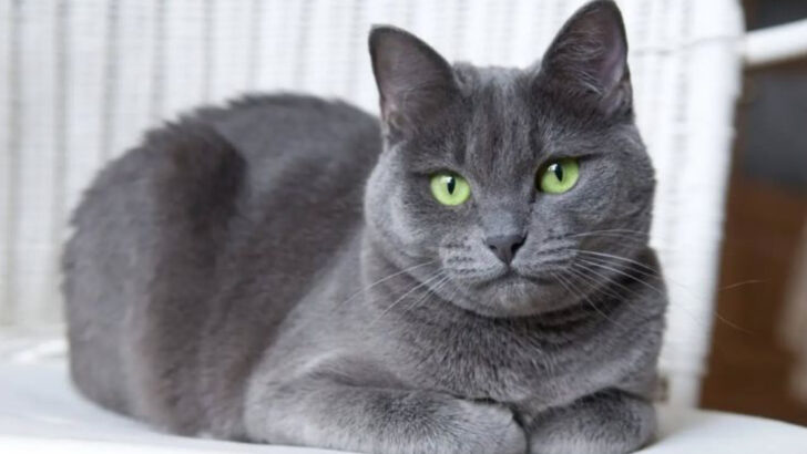 Looking for a House Cat? These 16 Breeds Are the Best of the Best
