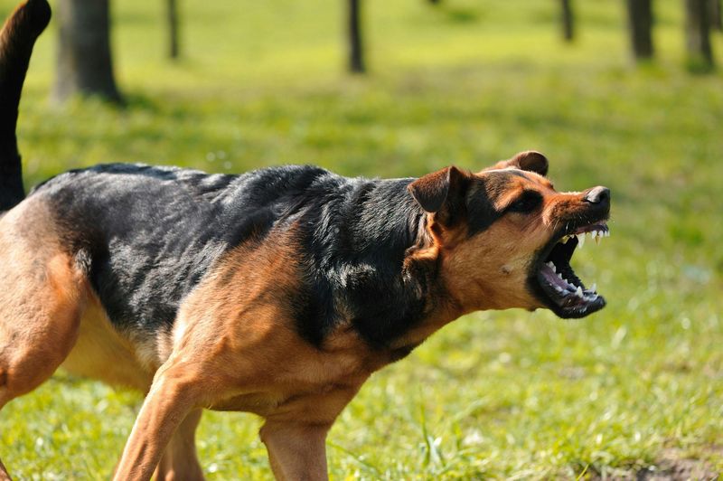 Aggressive Behavior