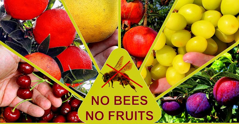 Decline in Fruit Varieties