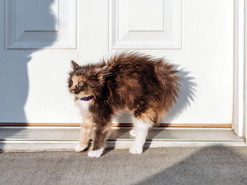 Doorbells