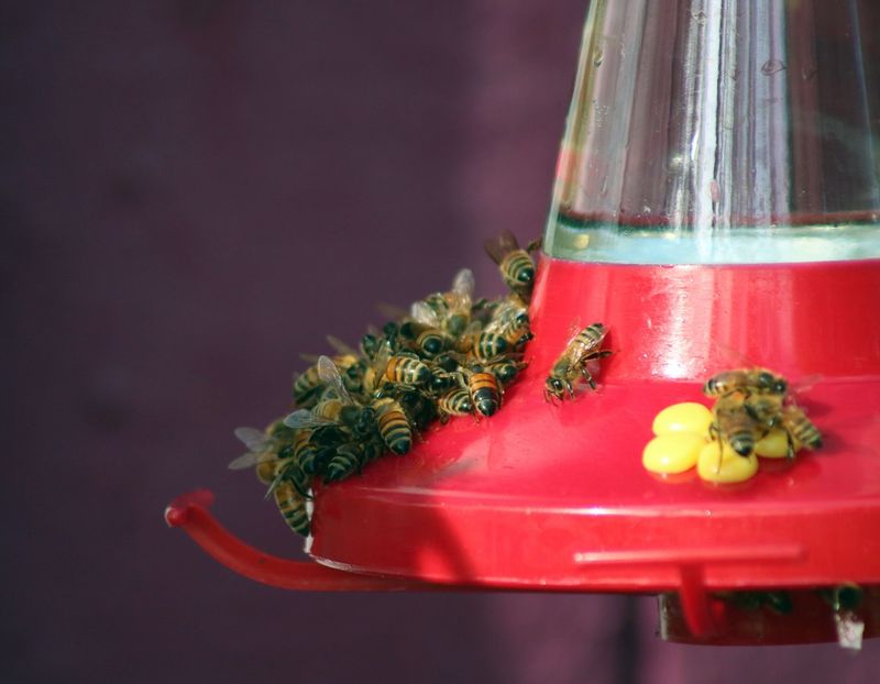 Aggressive Bees