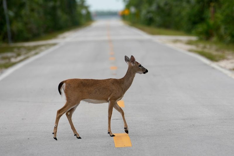 Key Deer