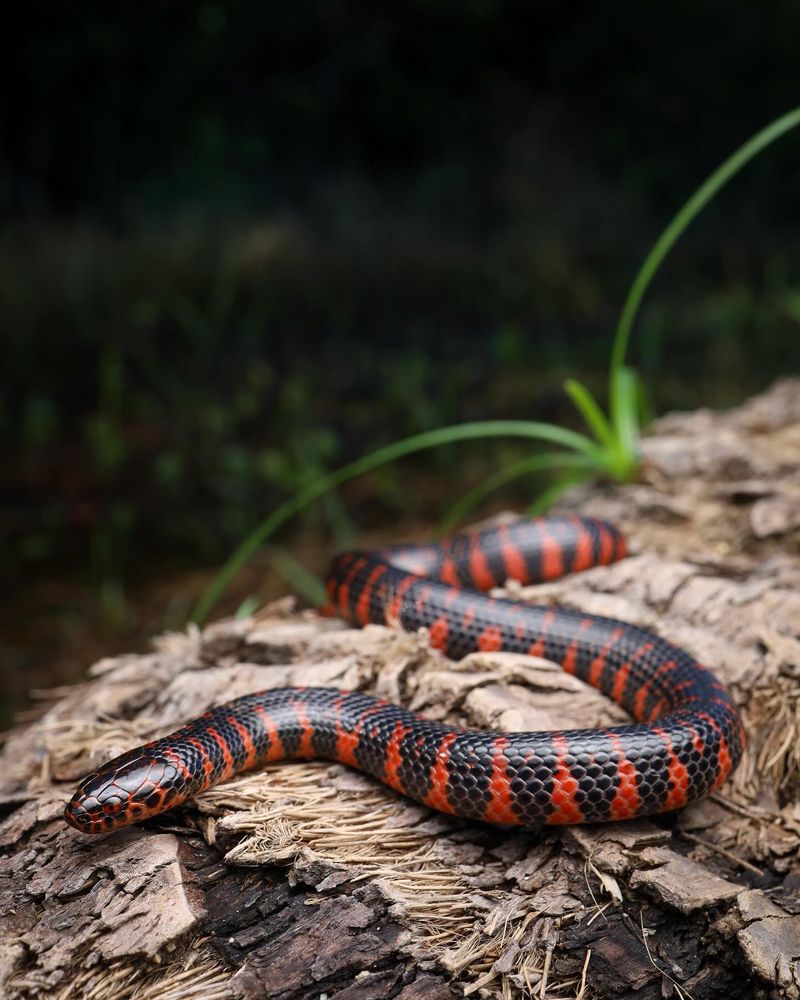 Mud Snake