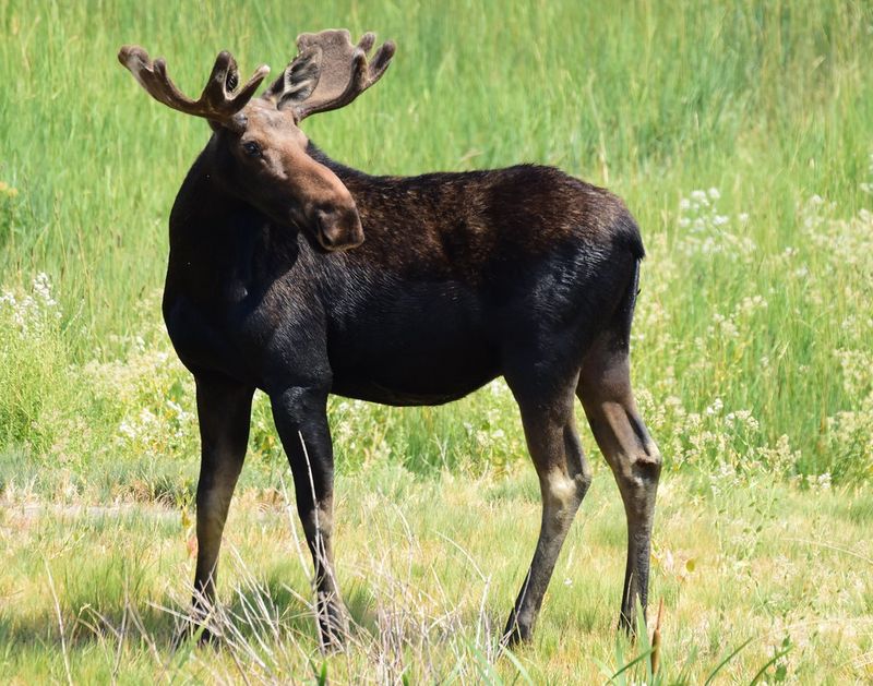 Maine - Moose