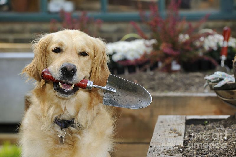 Golden Retriever