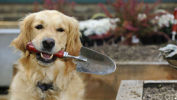 Love Gardening? Vets Recommend These 10 Dog Breeds for You