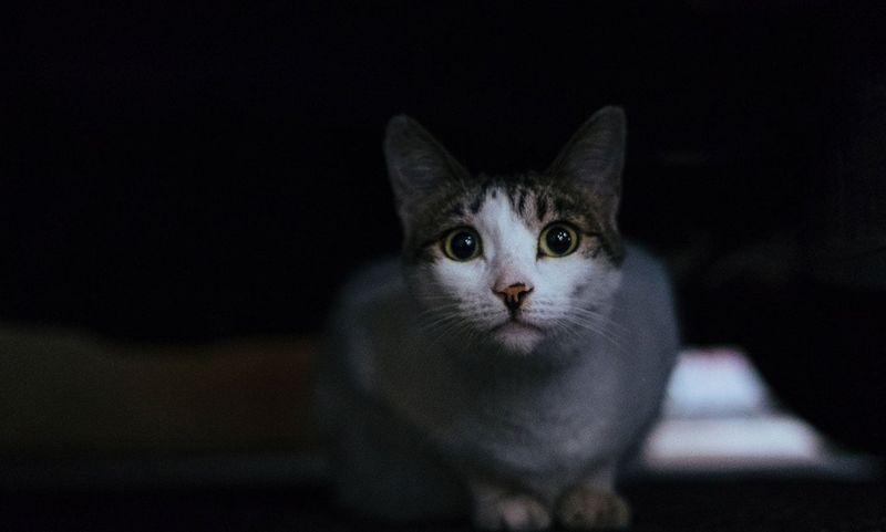Feline Nightlife