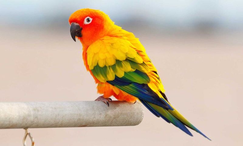Sun Conure