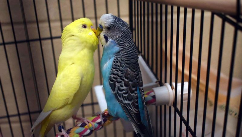 Parakeet