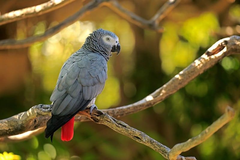 African Grey Parrot