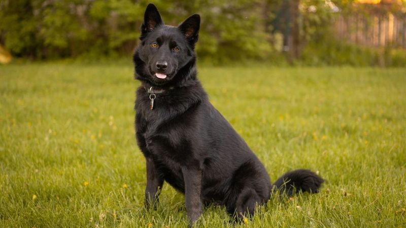Schipperke