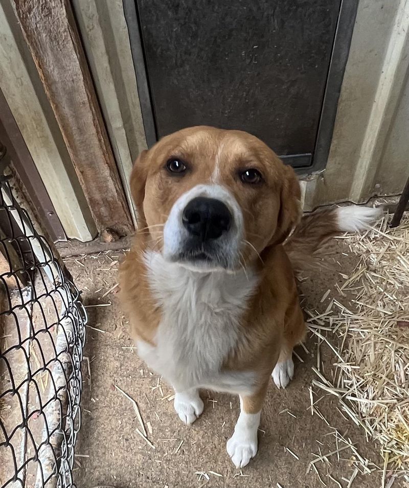 Shelter Availability