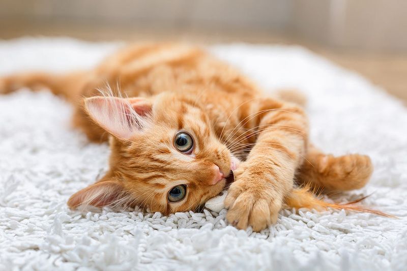 Rajah