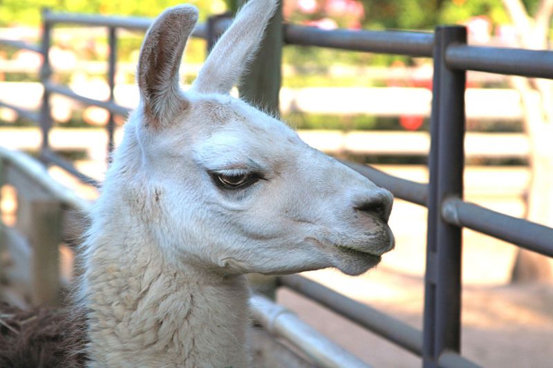 Sammy the Llama