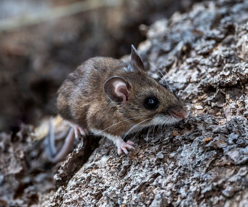 Hantavirus