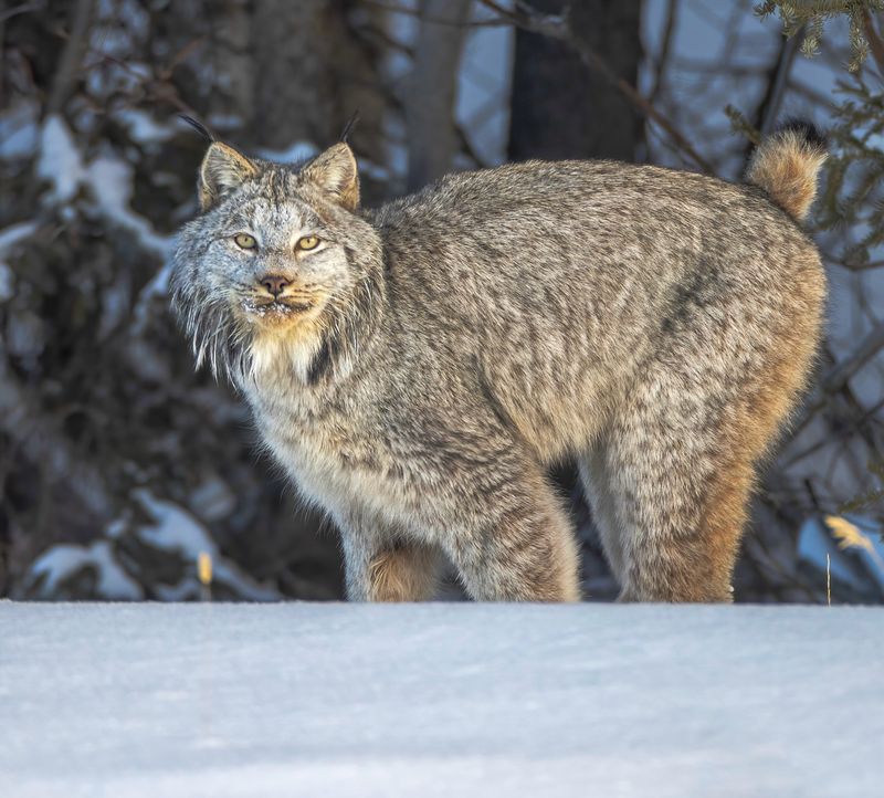 Lynx
