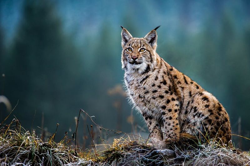 Lynx