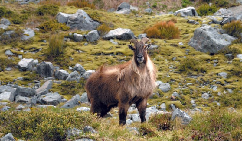 Tahr