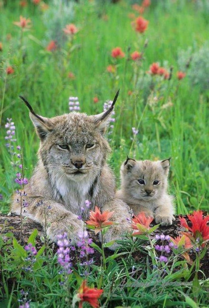 Lynx
