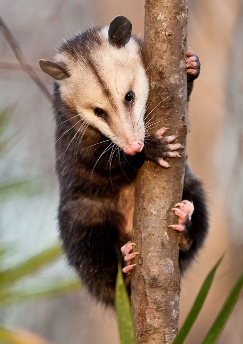 Opossum