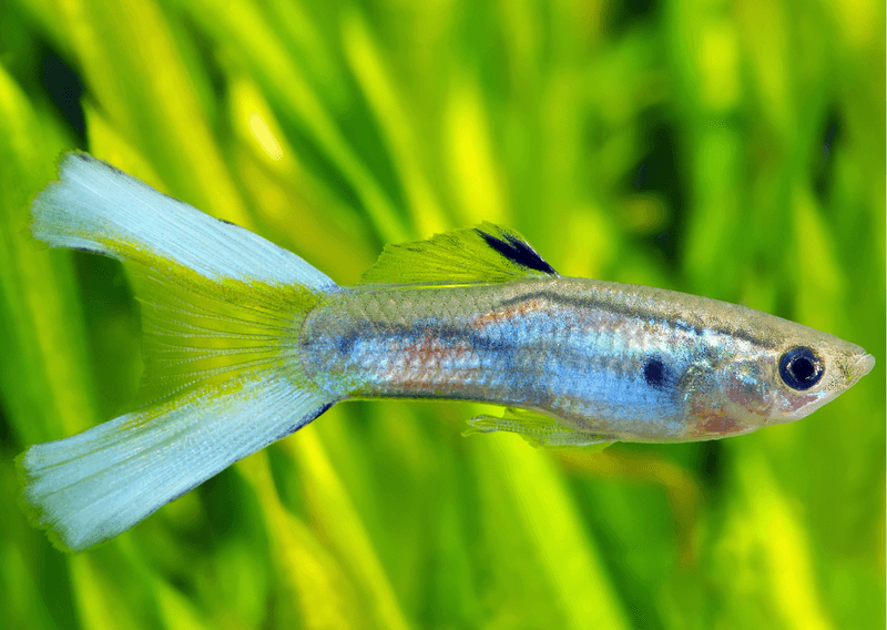 Lyretail Guppy