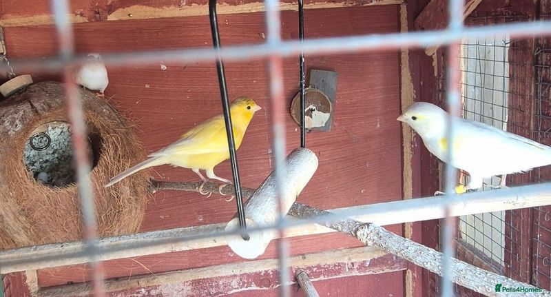 Canary