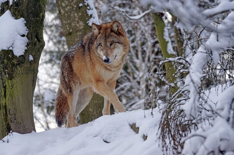 Eurasian Wolf