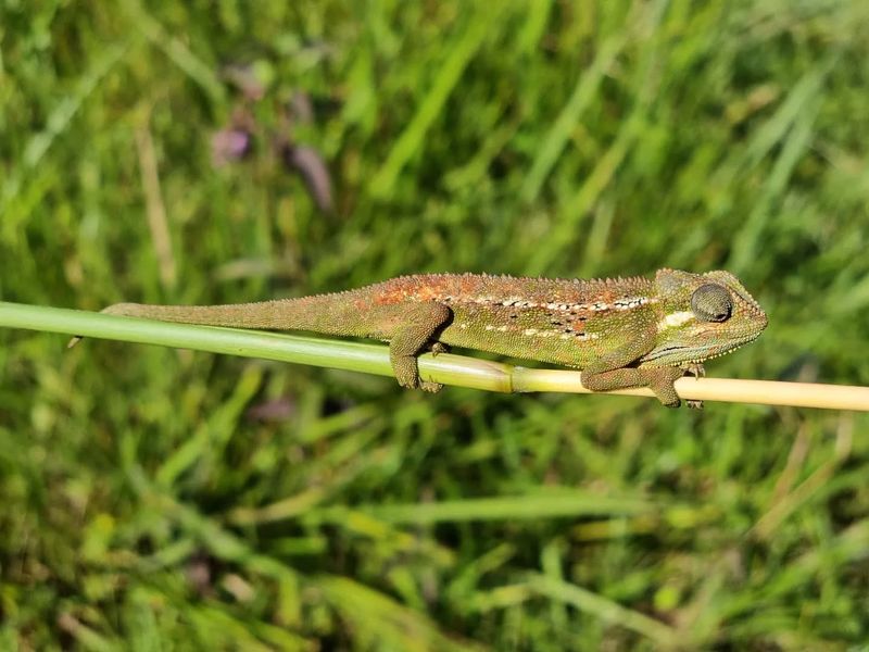 Kakamega Forest Chameleon