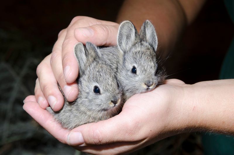 Pygmy Rabbit