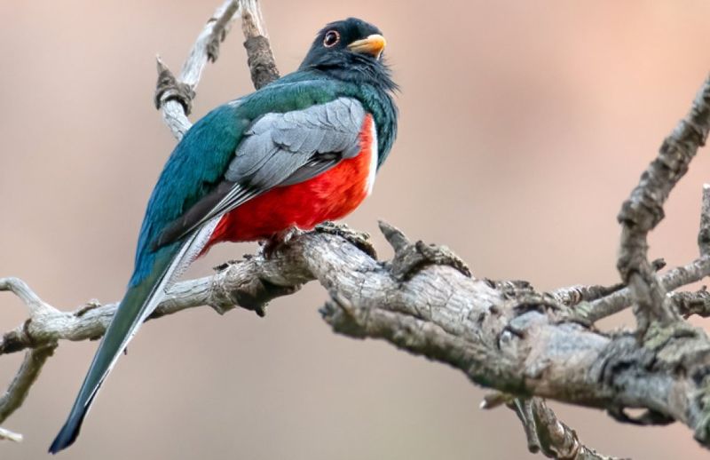 Elegant Trogon