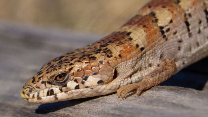 Madrean Sky Islands Wildlife: 13 Species Found Only Here
