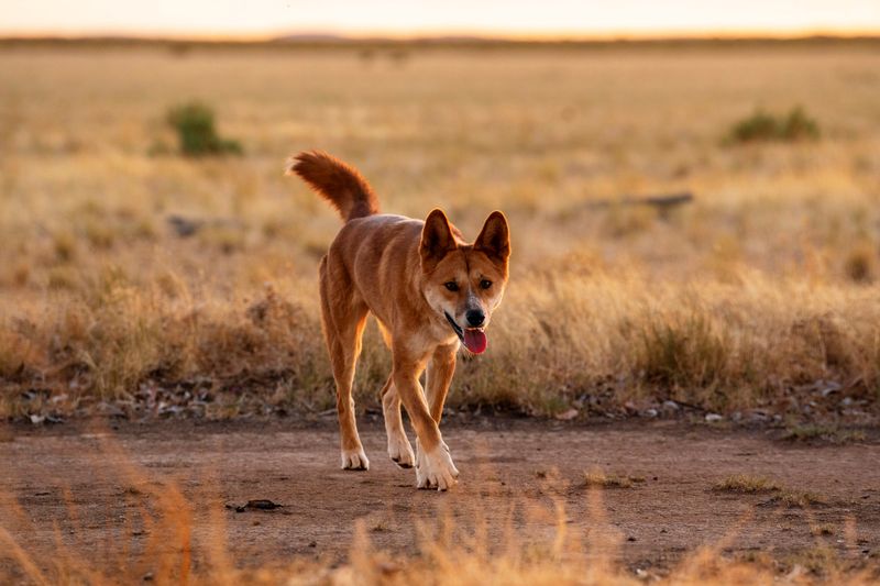 Dingo