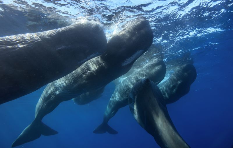 Whales