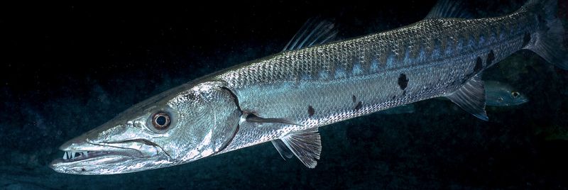 Barracuda