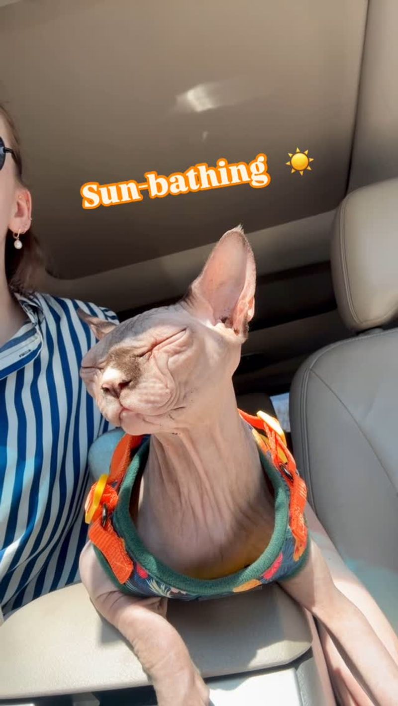 Sphynx