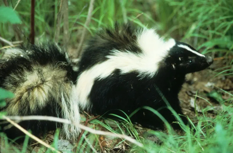 Maryland - Striped Skunk