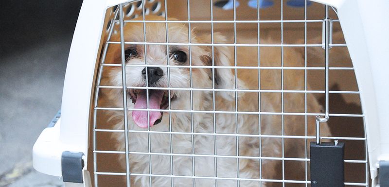 Secure Your Pet During Transit