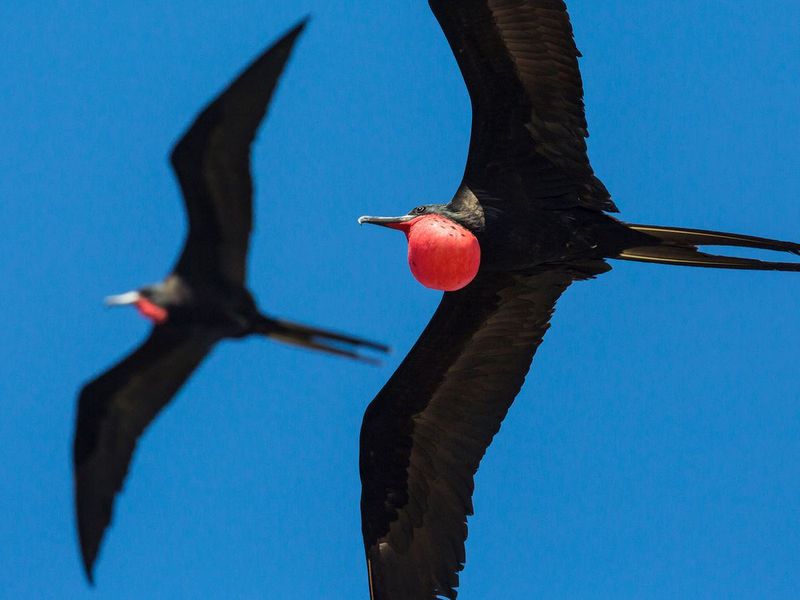 Long-Distance Gliders