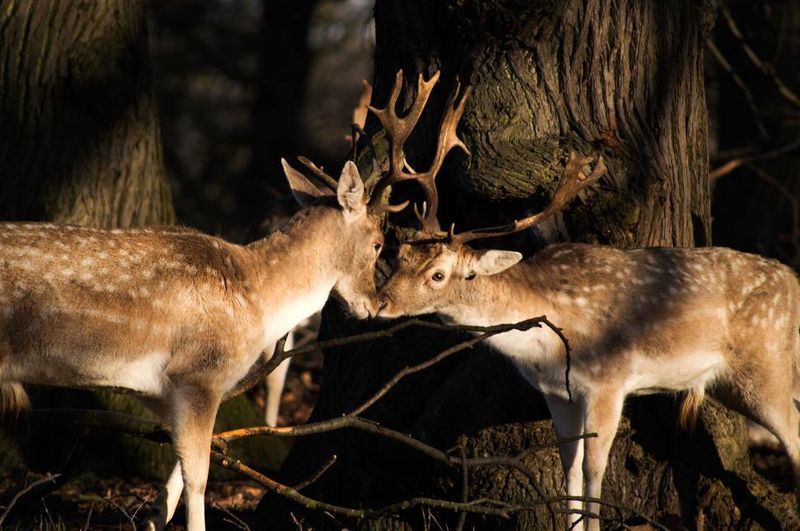 Graceful Deer