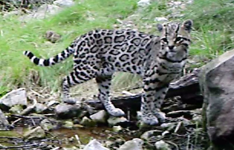 Ocelots: The Elusive Spotted Spectacle