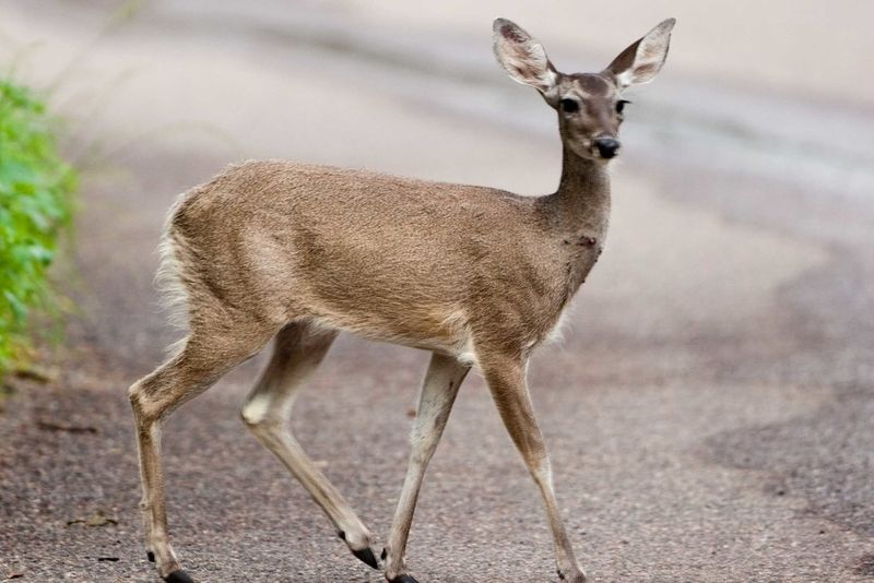 Myth: Deer Are Pests