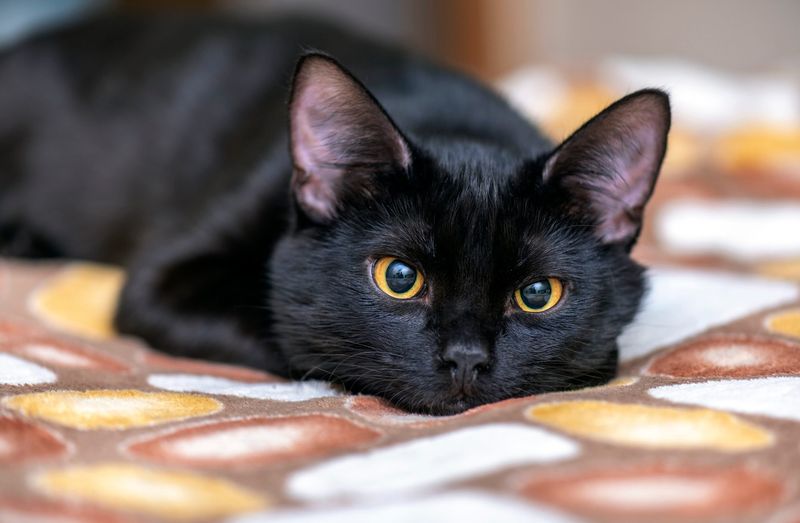 Velvety Softness