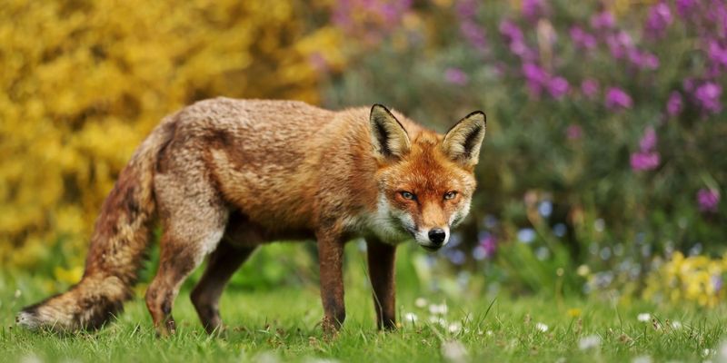Sly Foxes