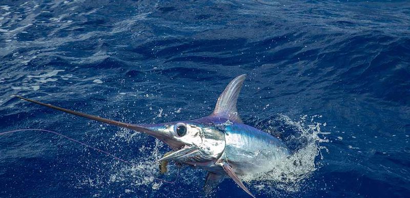 Swordfish