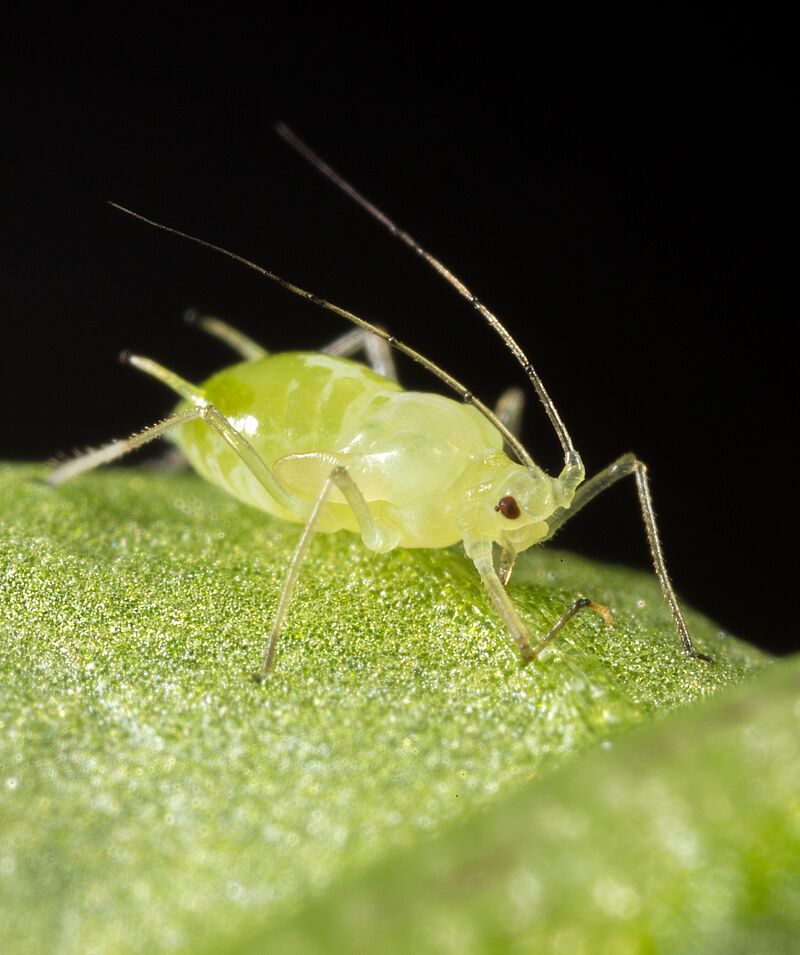 Pesticide-Resistant Insects
