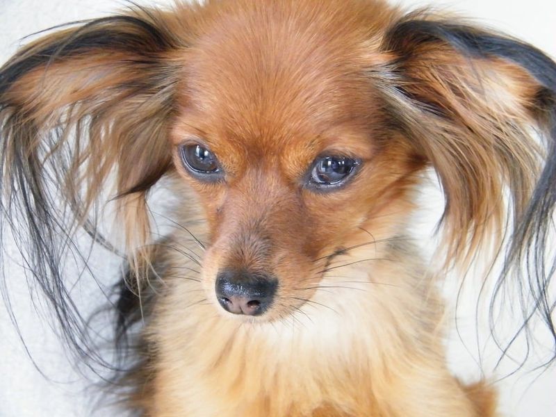Papillon