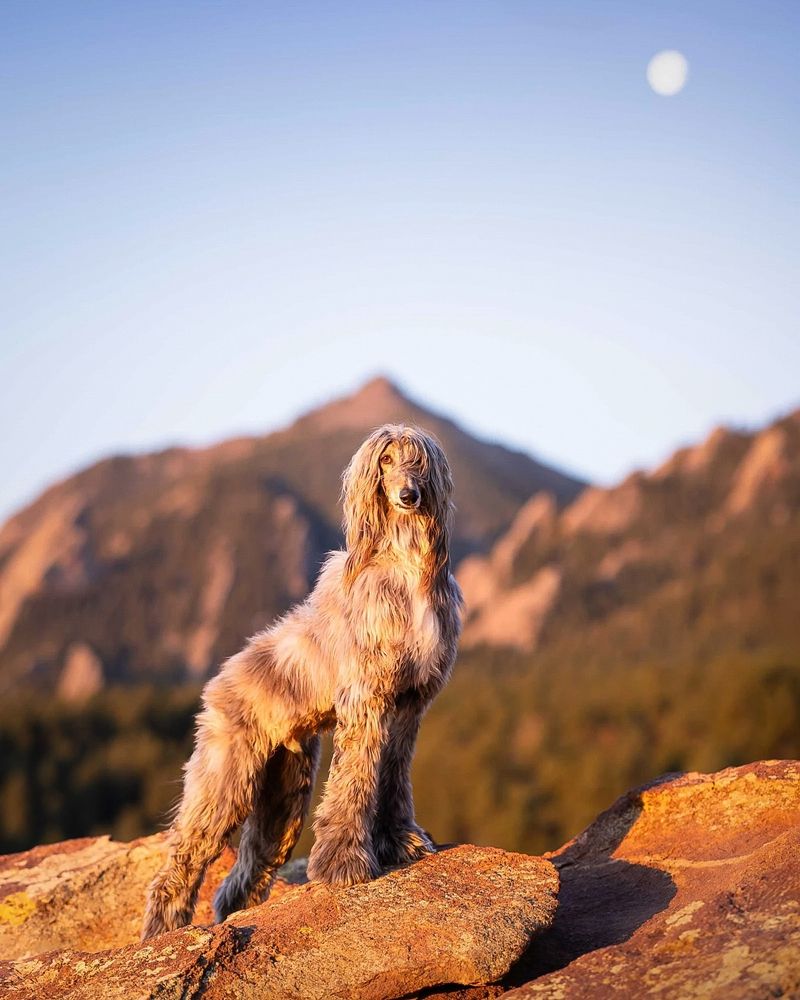 Afghan Hound